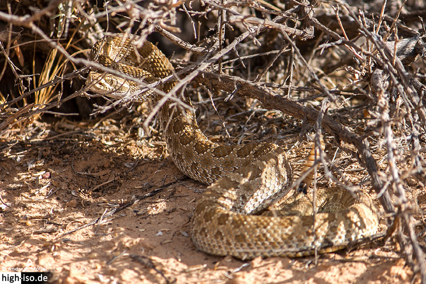 Western Rattlesnake