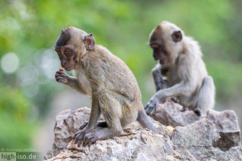 Makaken Affen in Thailand