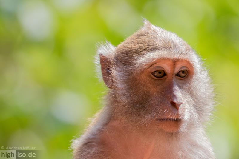 Makaken Affen in Thailand